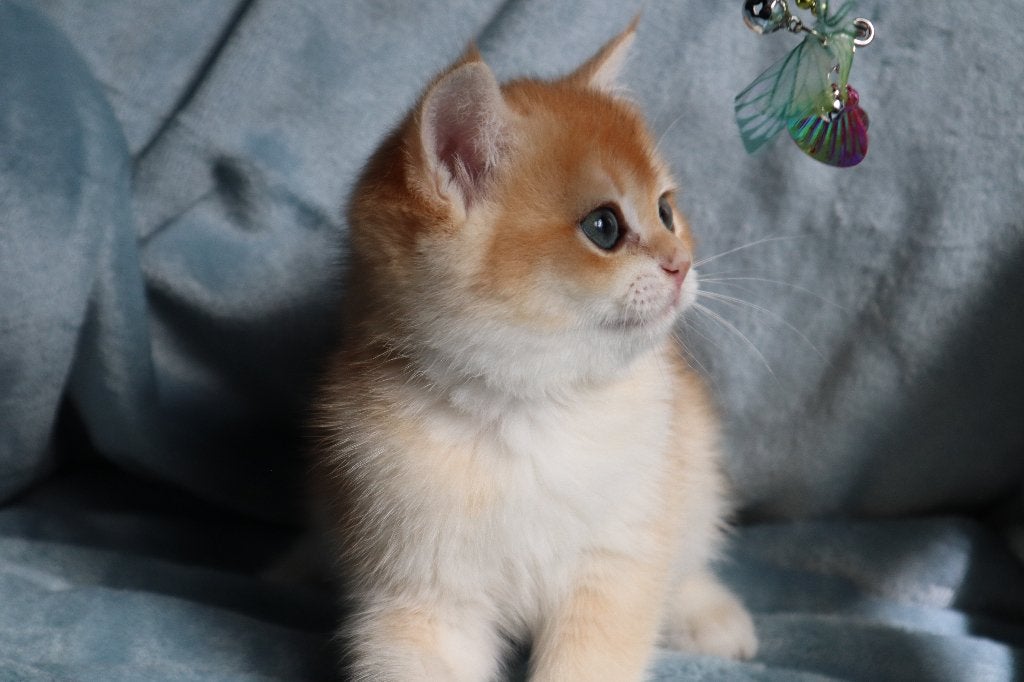 Britse Golden Shaded kittens, Dieren en Toebehoren, Meerdere dieren, Ontwormd, 0 tot 2 jaar