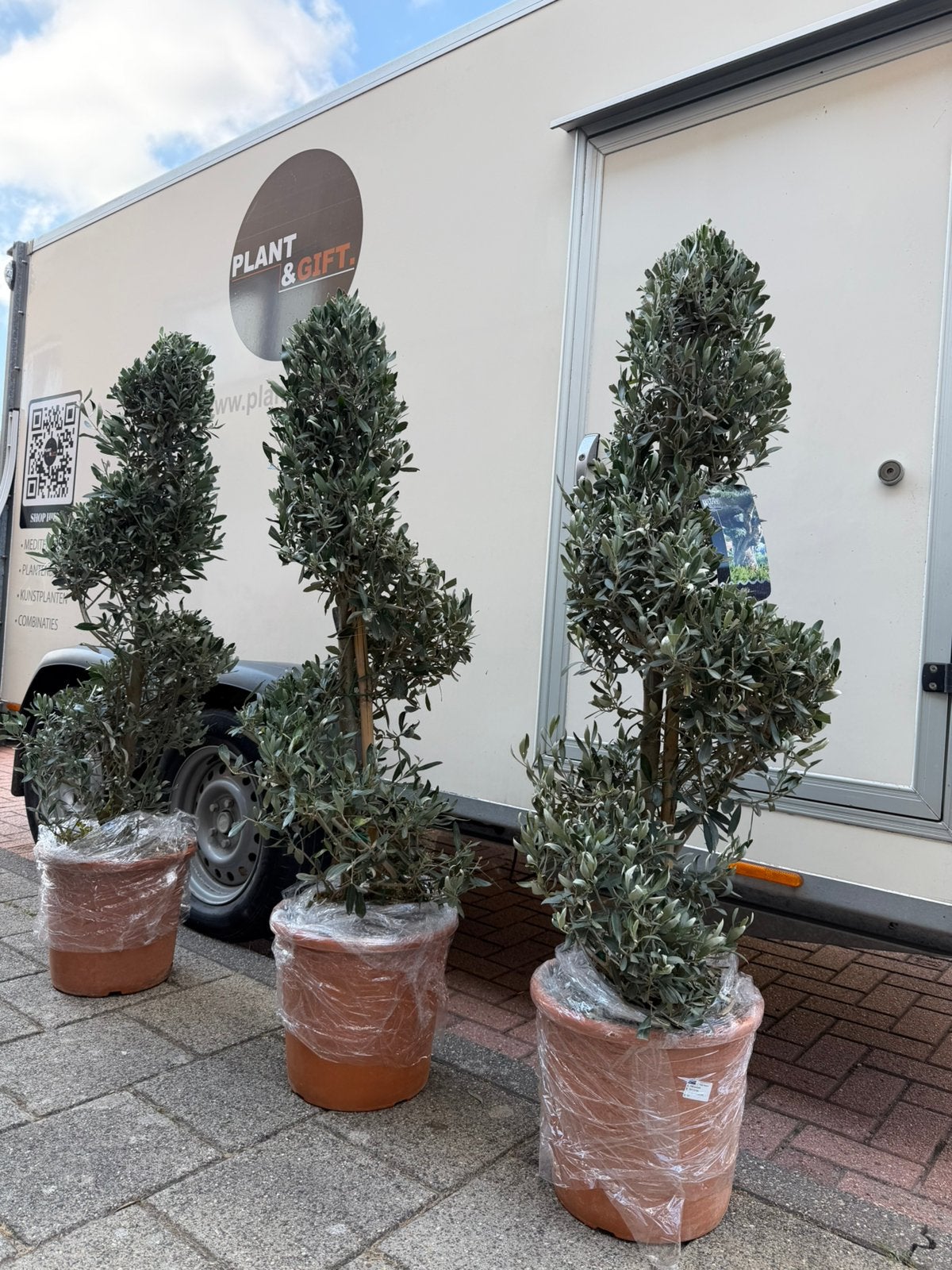 Laatste stuks! Olijfboom spiraalvorm nu €80, Tuin en Terras, Planten | Bomen, Ophalen of Verzenden, Halfschaduw, Overige soorten