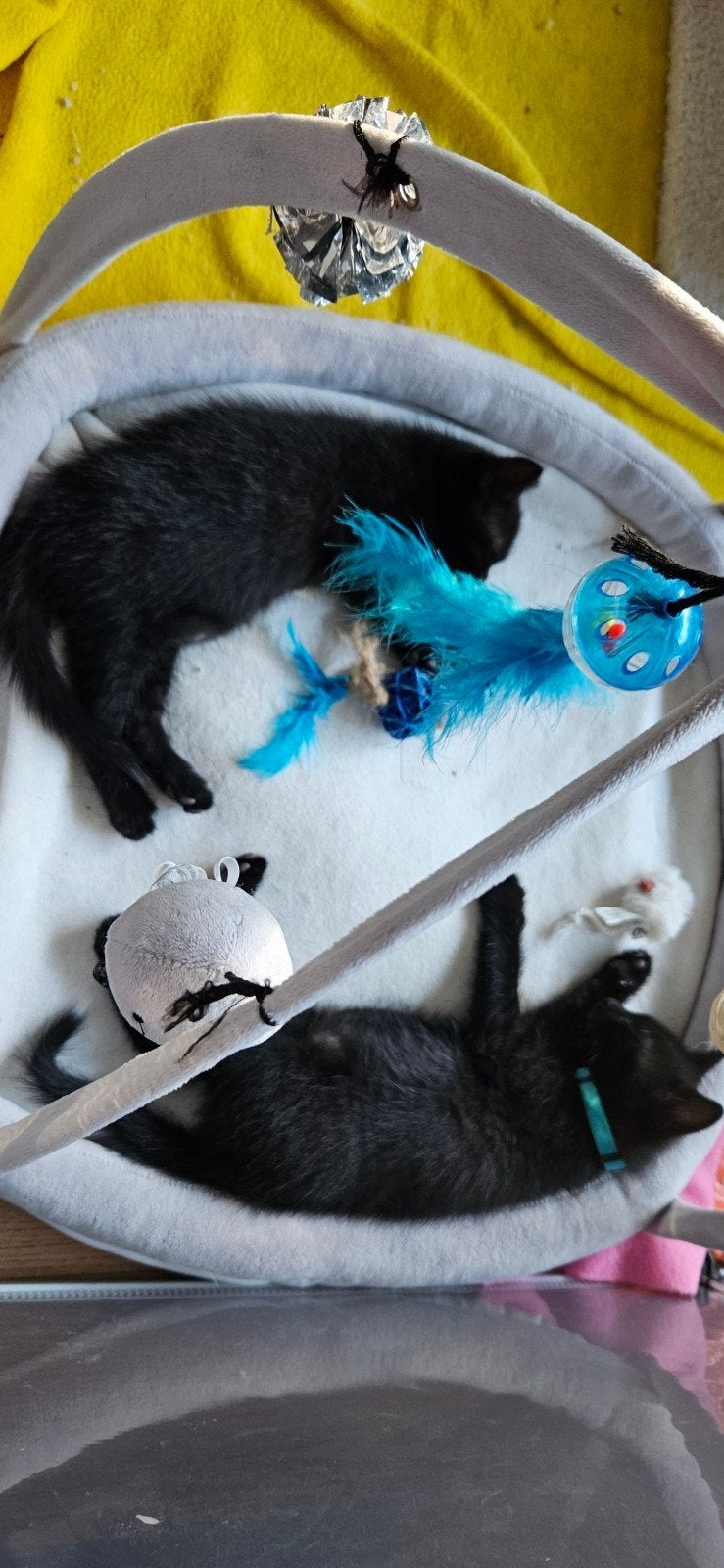 2 super speelse kittens, Meerdere dieren, Kortharig, 0 tot 2 jaar