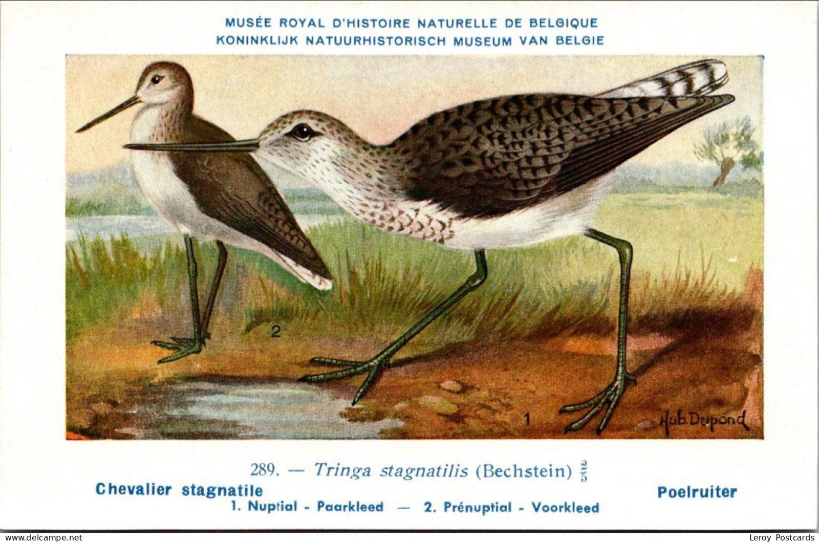 Poelruiter / Marsh Sandpiper – Nº 289 – (KBIN / IRSNB), Verzenden, 1940 tot 1960, Ongelopen, Vogel