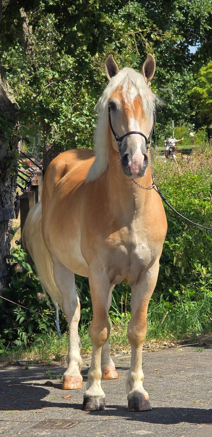 Sportive Haflinger, Dieren en Toebehoren, Pony's, Ruin, B, E pony (1.48m - 1.57m), Recreatiepony, 3 tot 6 jaar, Gechipt, Ontwormd