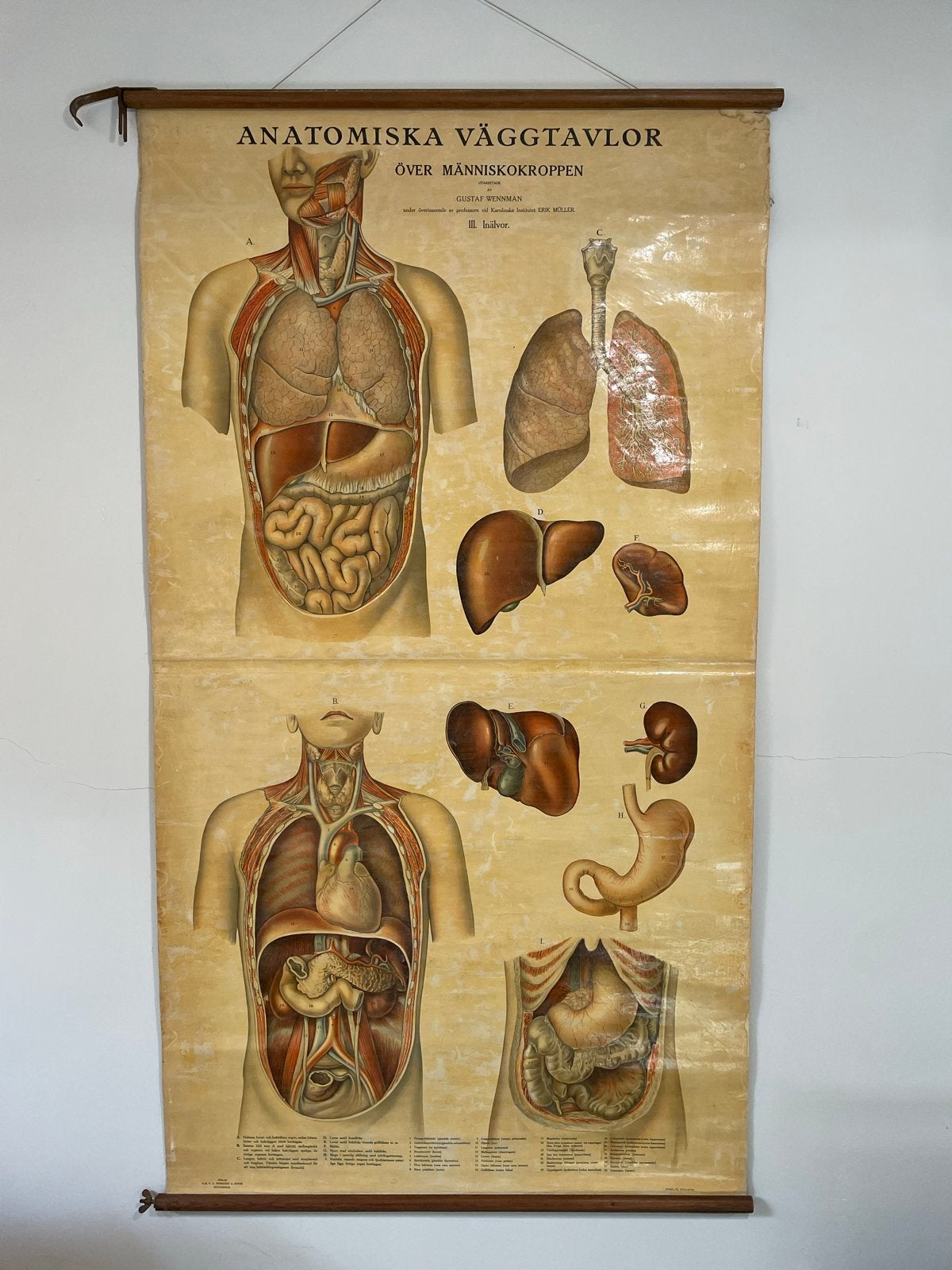 Vintage Anatomische Wandkaart Menselijk Lichaam, Ophalen, Natuur en Biologie