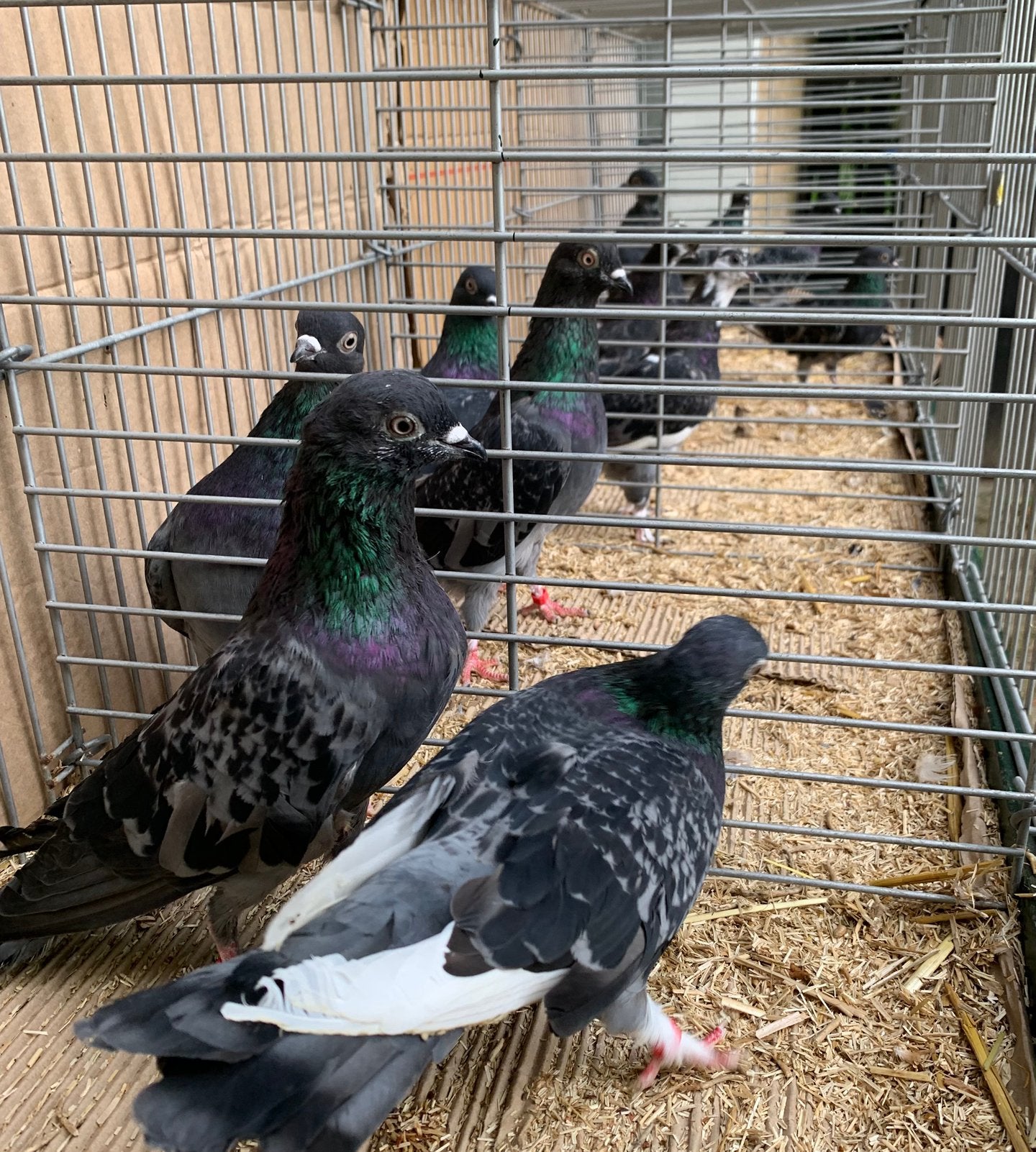Blauwe Wener Hoogvliegers. Vliegtype!, Dieren en Toebehoren, Meerdere dieren, Overige soorten