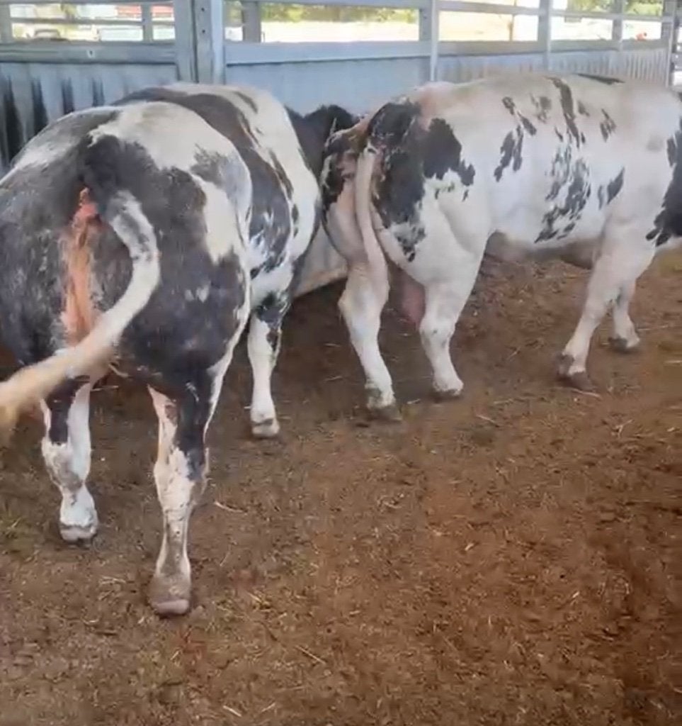 6 dikbil koeien, Dieren en Toebehoren, Runderen, Mannelijk, 0 tot 2 jaar
