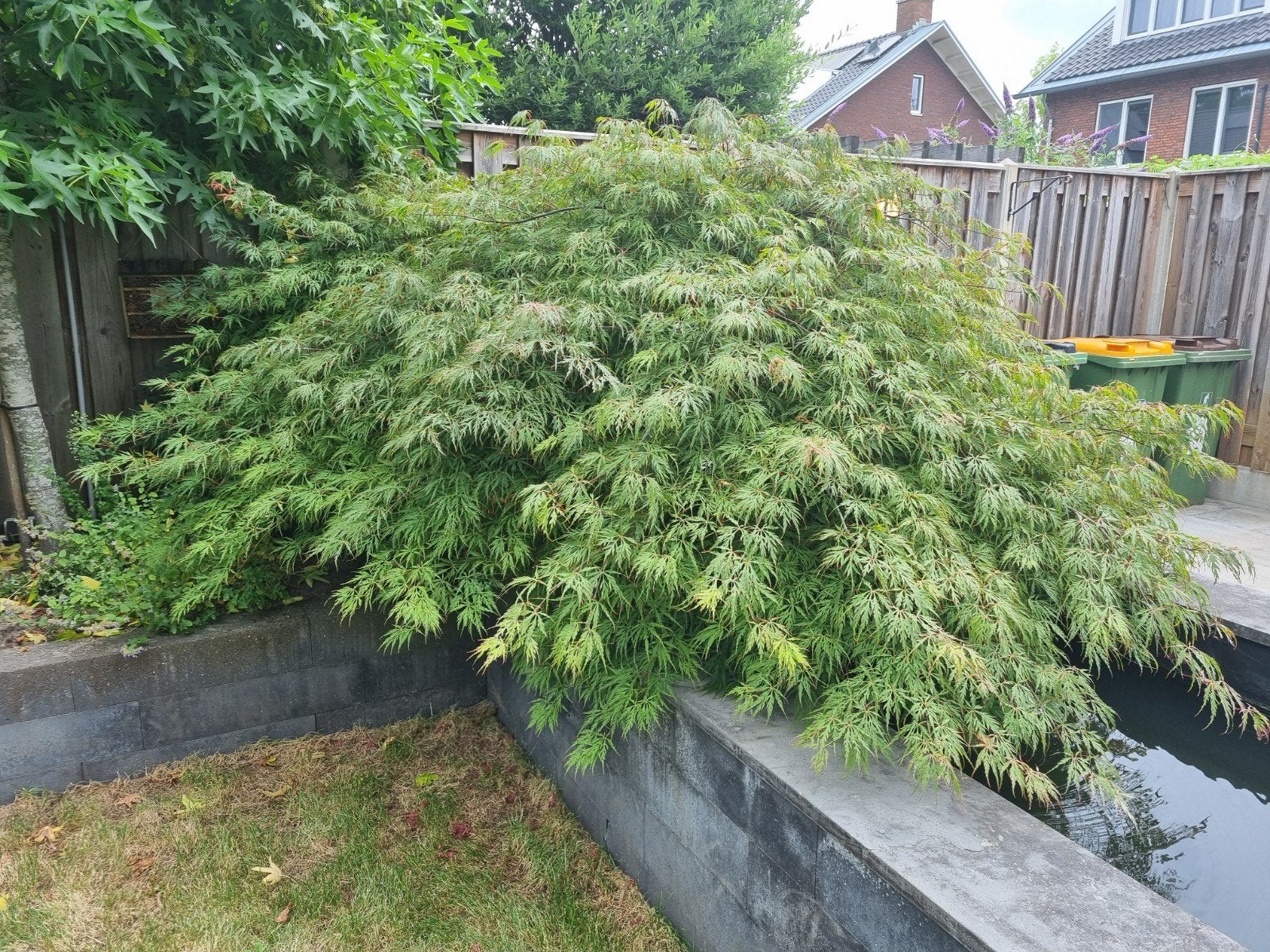 Grote Japanse Esdoorn (Acer Palmatum Dissectum), Tuin en Terras, Ophalen, Bloeit niet, Halfschaduw, Overige soorten