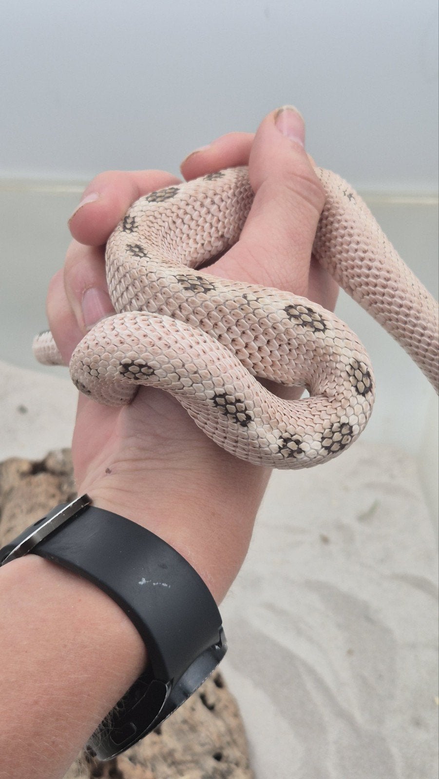 Haakneusslang man Superarctic Hognose Snake photo 2