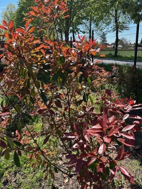 red robin glansmispel, Ophalen, Vaste plant, Overige soorten, Halfschaduw