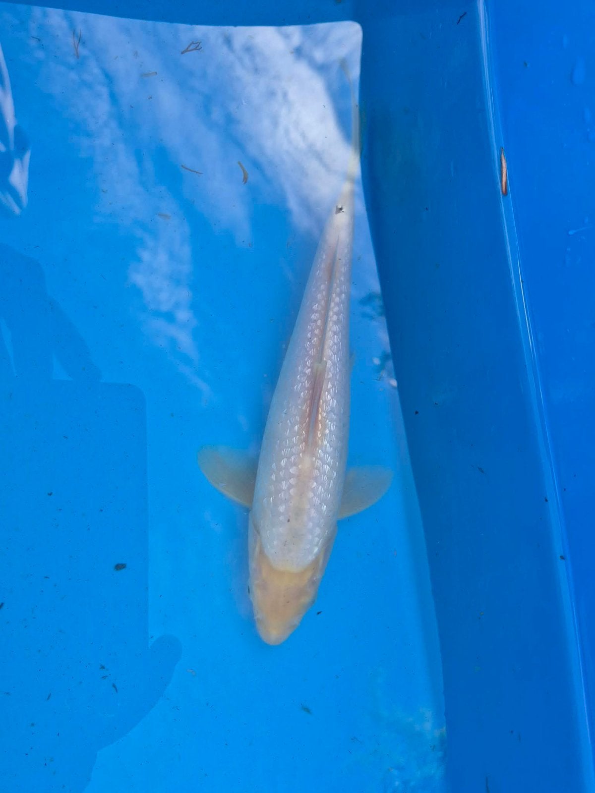 Mooie ginrin karashigoi mooie bouw en perfecte kleur, Dieren en Toebehoren, Karper of Koi