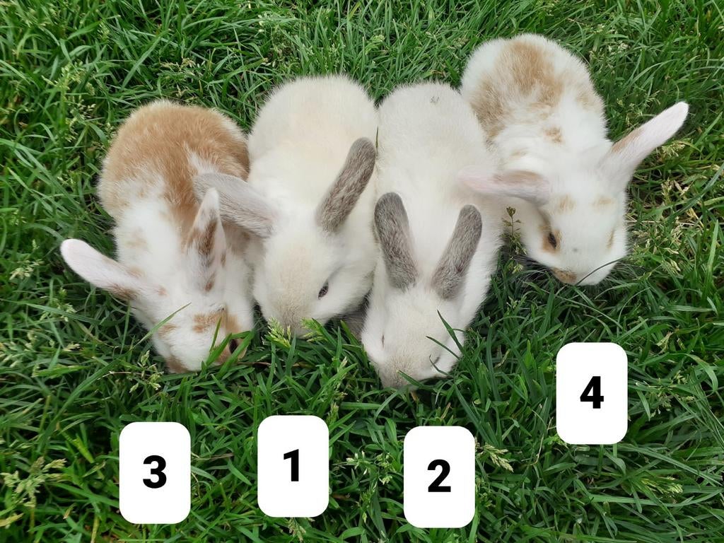 Jonge hangoordwergkonijnen te koop, Dieren en Toebehoren, Konijnen, Meerdere dieren, Dwerg, Hangoor, 0 tot 2 jaar