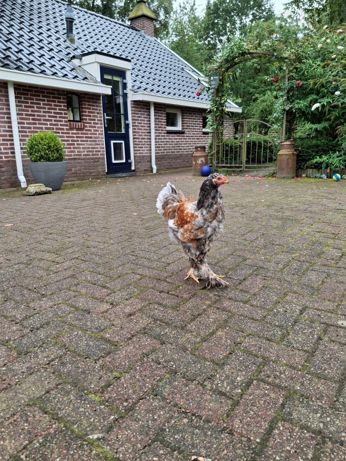 Haan Brahma, Dieren en Toebehoren