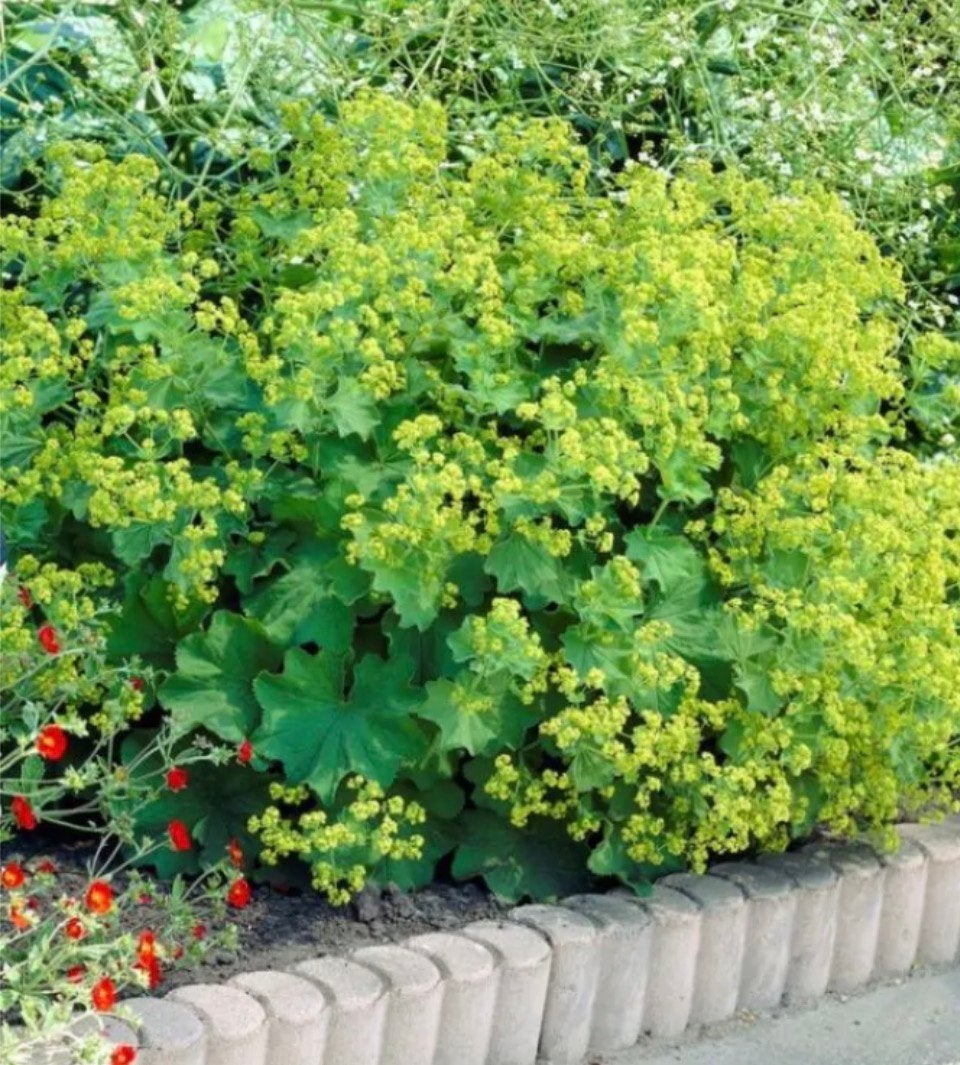 Vrouwenmatel gratis op te halen, Tuin en Terras, Planten | Struiken en Hagen, Ophalen, Overige soorten, Minder dan 100 cm