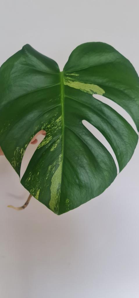 Te koop monstera mint, Ophalen of Verzenden, Halfschaduw, Minder dan 100 cm