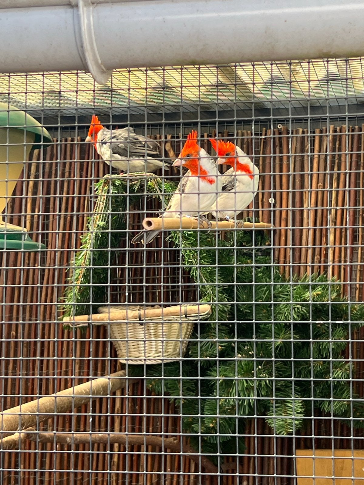 2koppels rood kuif kardinalen, Meerdere dieren, Geringd