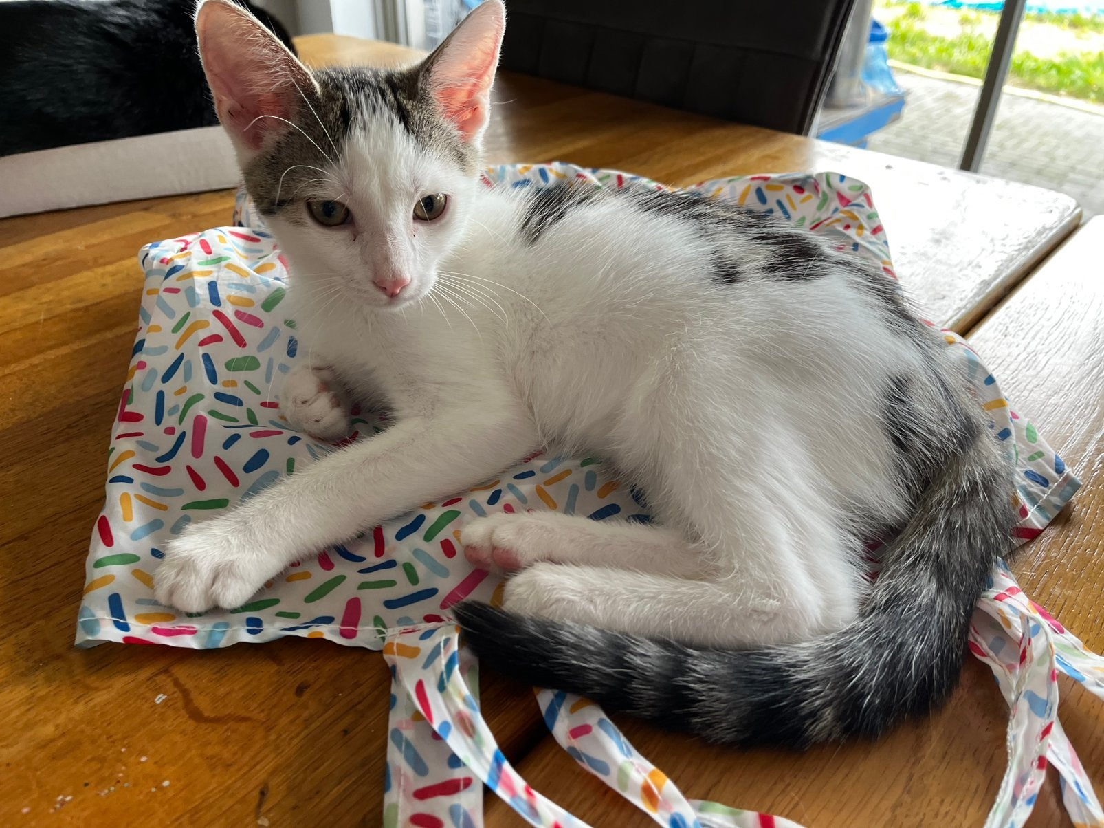 Lief cypers kitten zoek een baasje, Kater