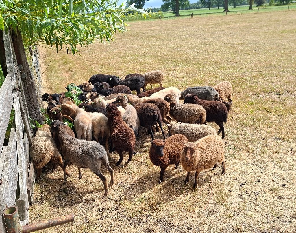 ouessant ooilammeren  schaapjes  qessant  minischaapjes, Vrouwelijk, Schaap, 0 tot 2 jaar