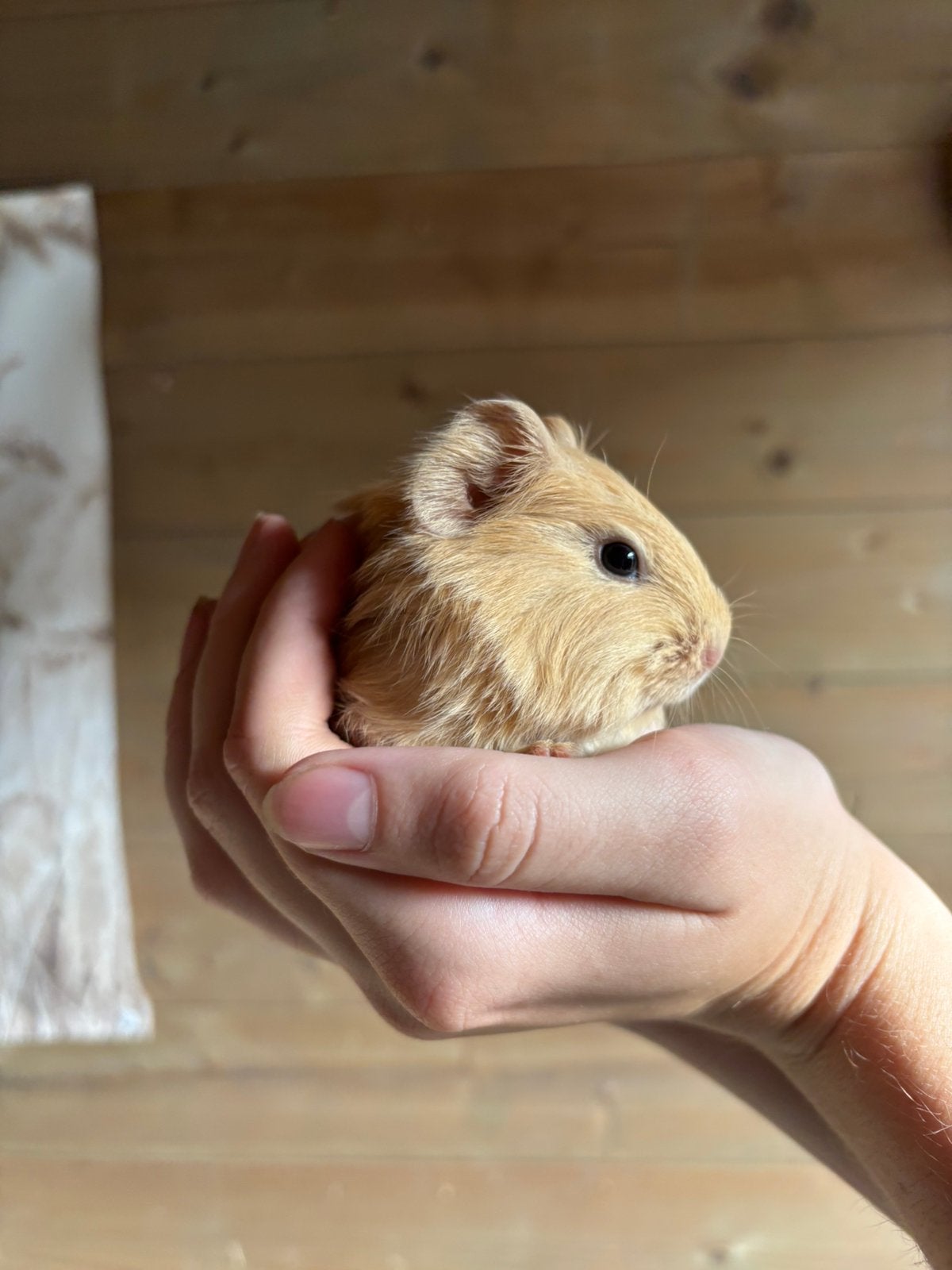 Baby creme zeugje, Dieren en Toebehoren, Augustus, Vrouwelijk, Cavia