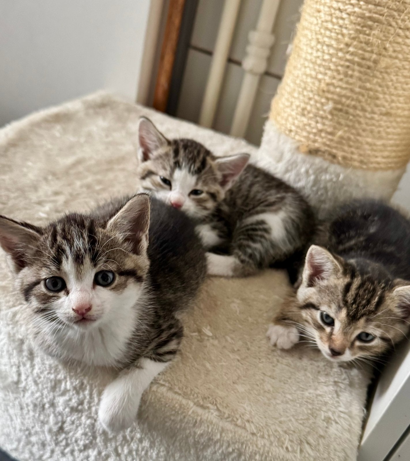 gereserveerd Europese korthaar Tabby poezen (4 verkocht), Dieren en Toebehoren, Meerdere dieren, Ontwormd, 0 tot 2 jaar