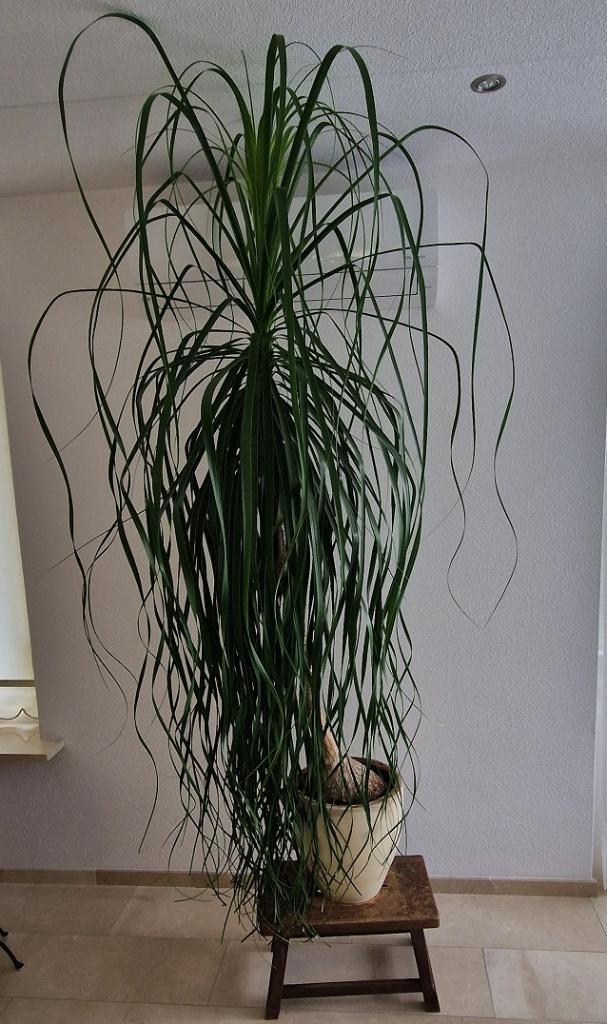 Mooie Grote Olifantspoot Beaucarnea recurvata in Pot 230 CM, Ophalen, Overige soorten, Halfschaduw, In pot