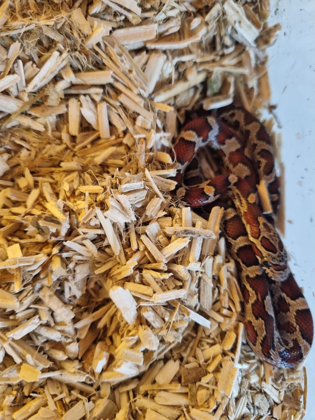 14 jonge rattenslangen te koop – diverse kleuren Rat Snake photo 3