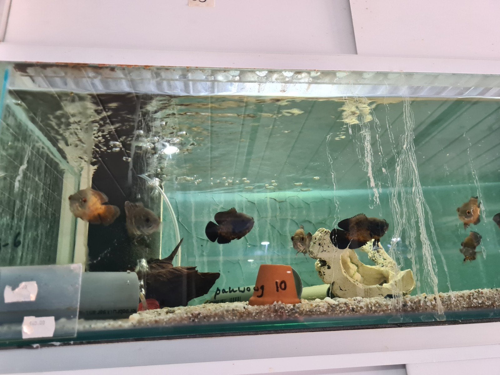 Pauwoog cichliden, Astronotus Ocellatus, Oscar