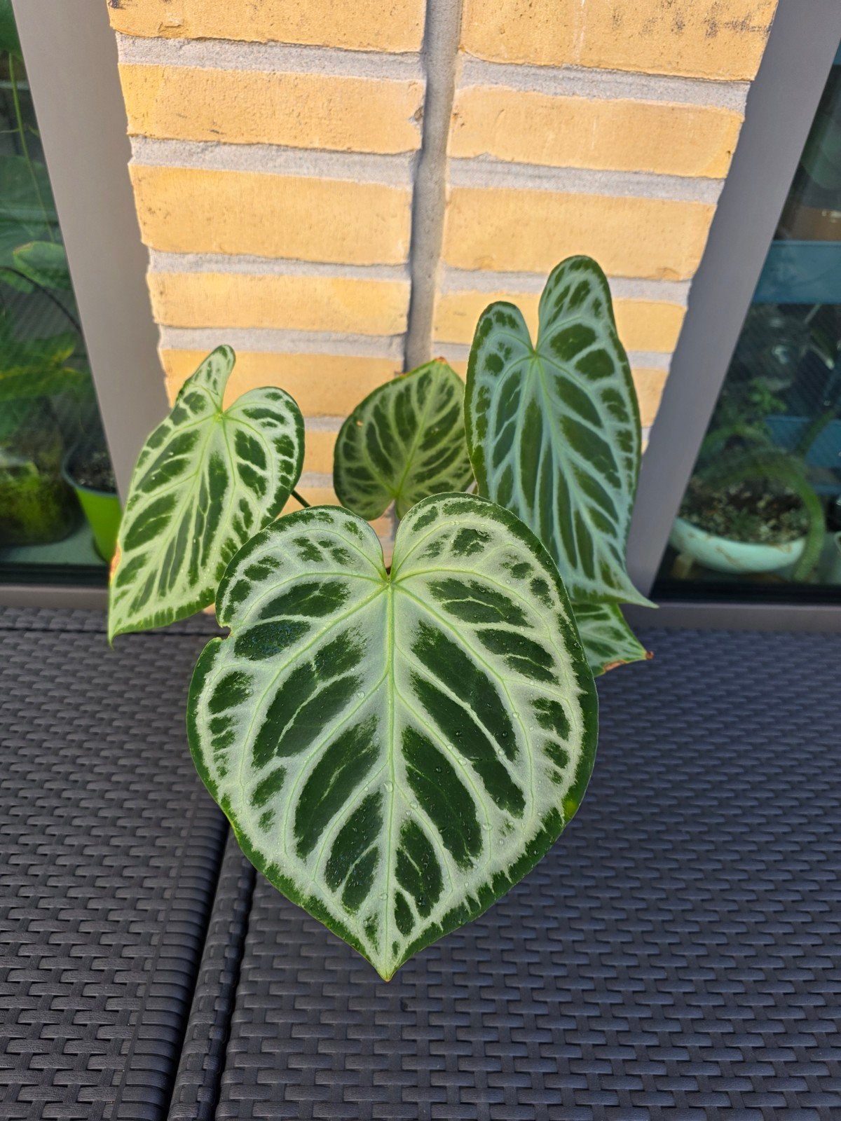 Anthurium Super Silver Blush- Fluweelbladplant, Vaste plant, Bloeit niet, Halfschaduw, Ophalen