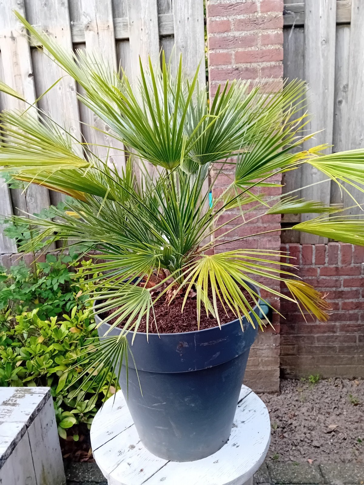Humillis palmboom, Ophalen