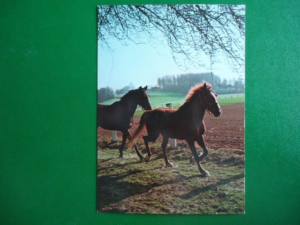 (1201) Dierenkaart: PAARDEN, Verzenden, 1980 tot heden, Ongelopen, Paard