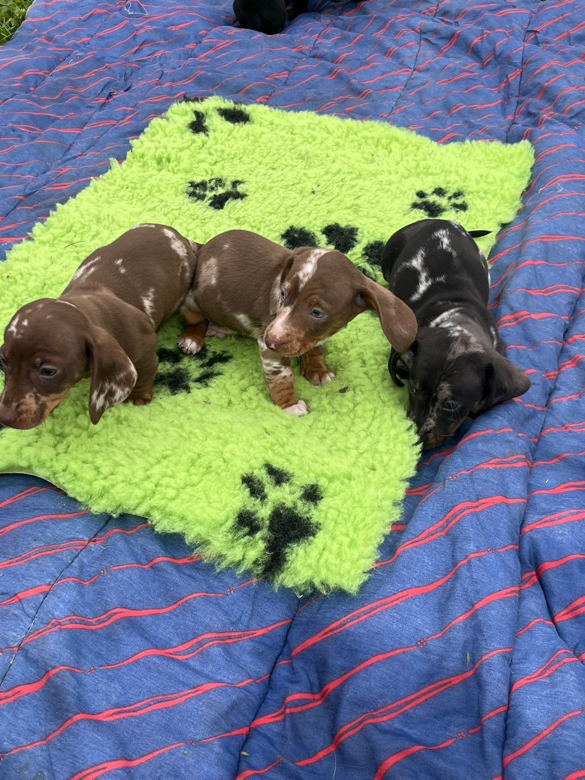 prachtige lieve dwergteckel x kaninchen puppy's, Kaninchen, 8 tot 15 weken, Korthaar, Meerdere