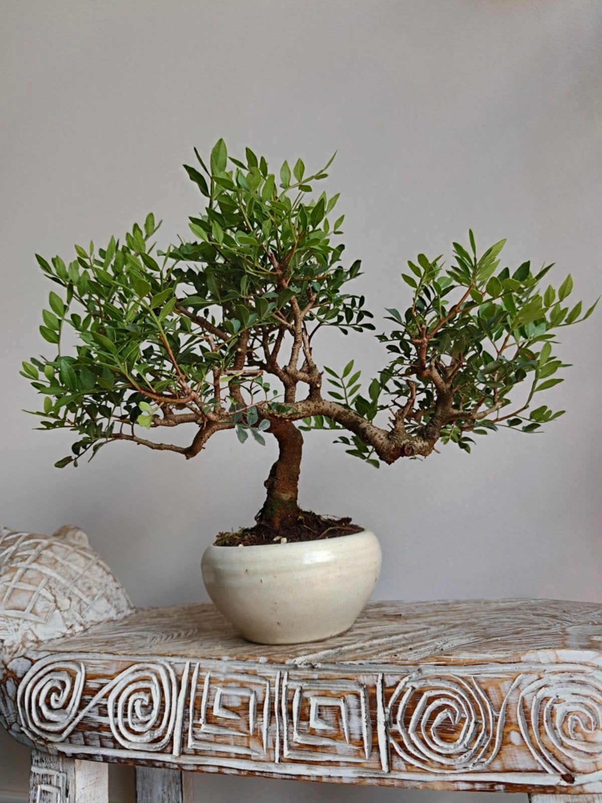 Pistache Lentiscus bonsai 10 jaar, Bloeit niet, Halfschaduw, Minder dan 100 cm, Overige soorten