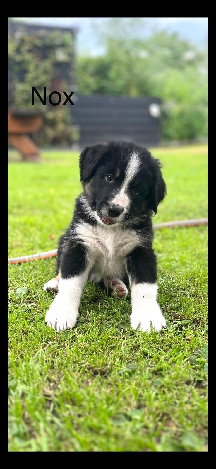 Berner sennen pup, Parvo, 8 tot 15 weken, Groot, Meerdere