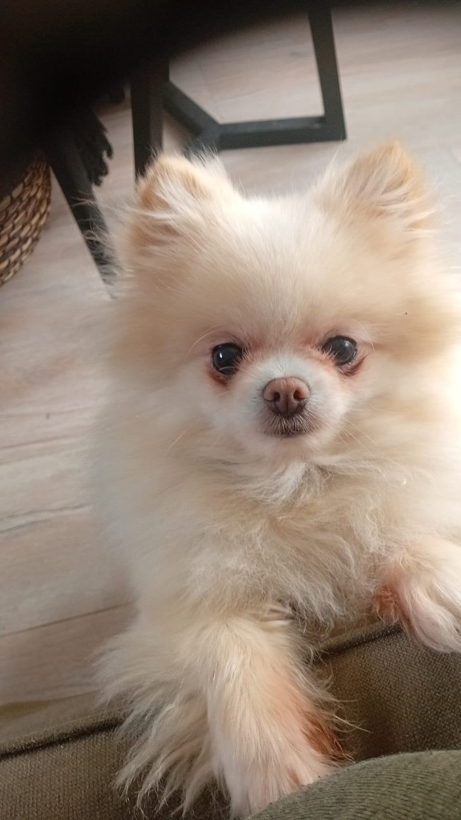 pomeriaan hondje van 8 jaar zoekt nieuw huis, Dieren en Toebehoren, 6 jaar of ouder, Particulier, Keeshond, Buitenland