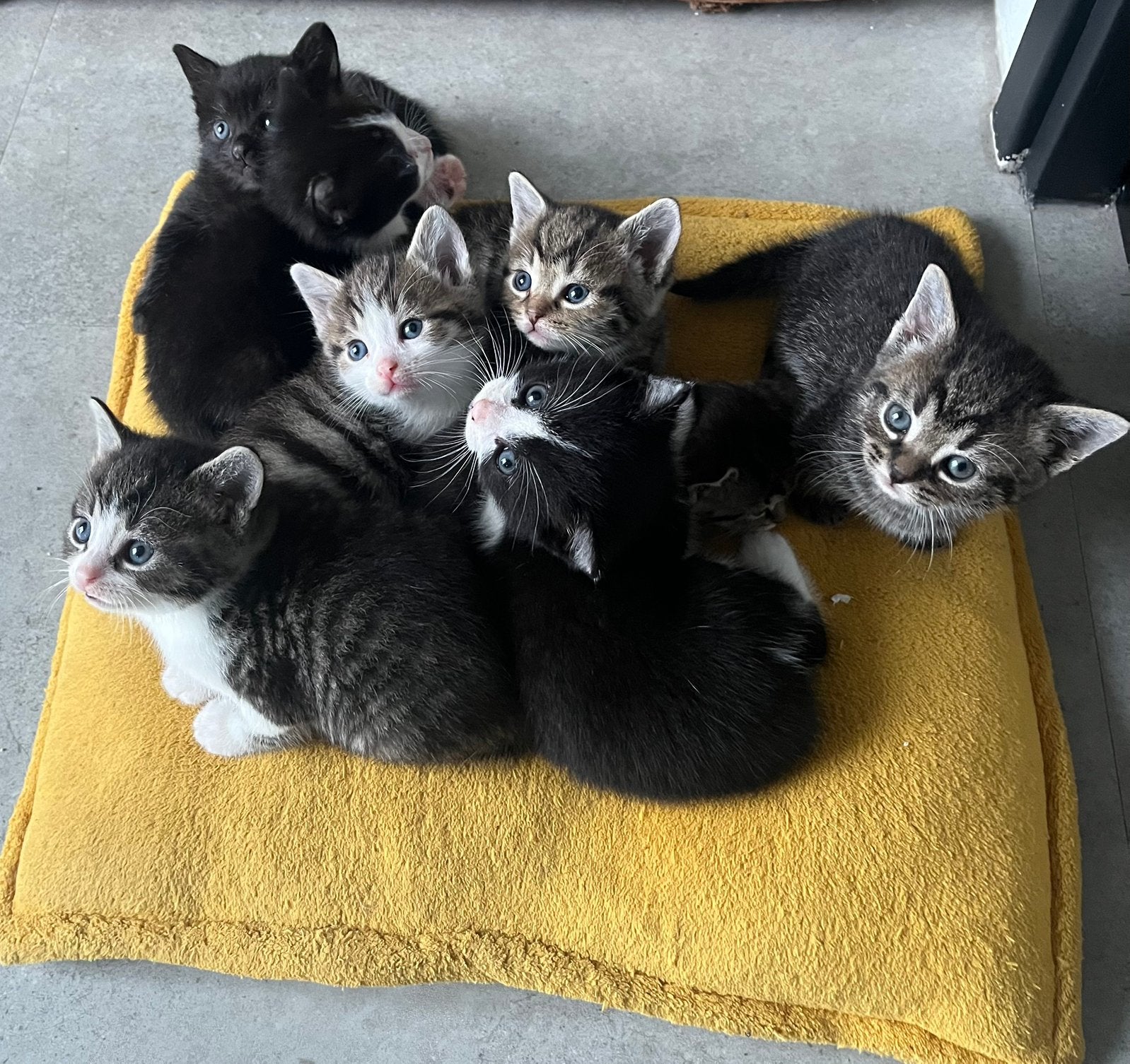 Jonge kittens te koop, Meerdere dieren, 0 tot 2 jaar