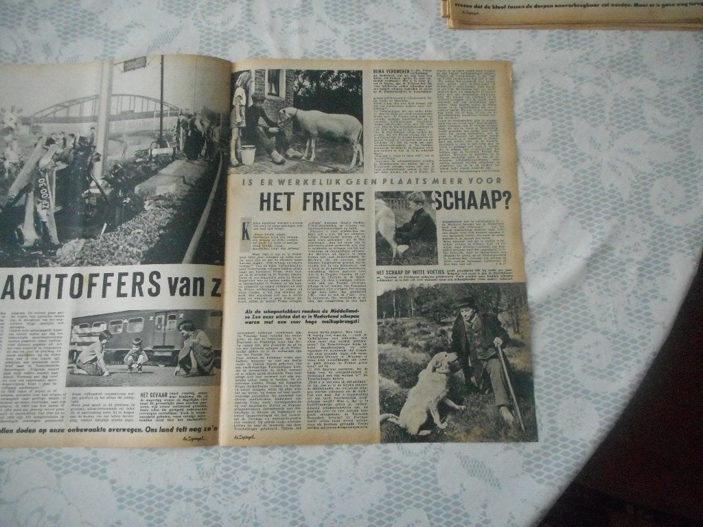 Het Friese schaap. Geen plaats? 1961., Ophalen of Verzenden, 1960 tot 1980, Nederland, Knipsel(s)