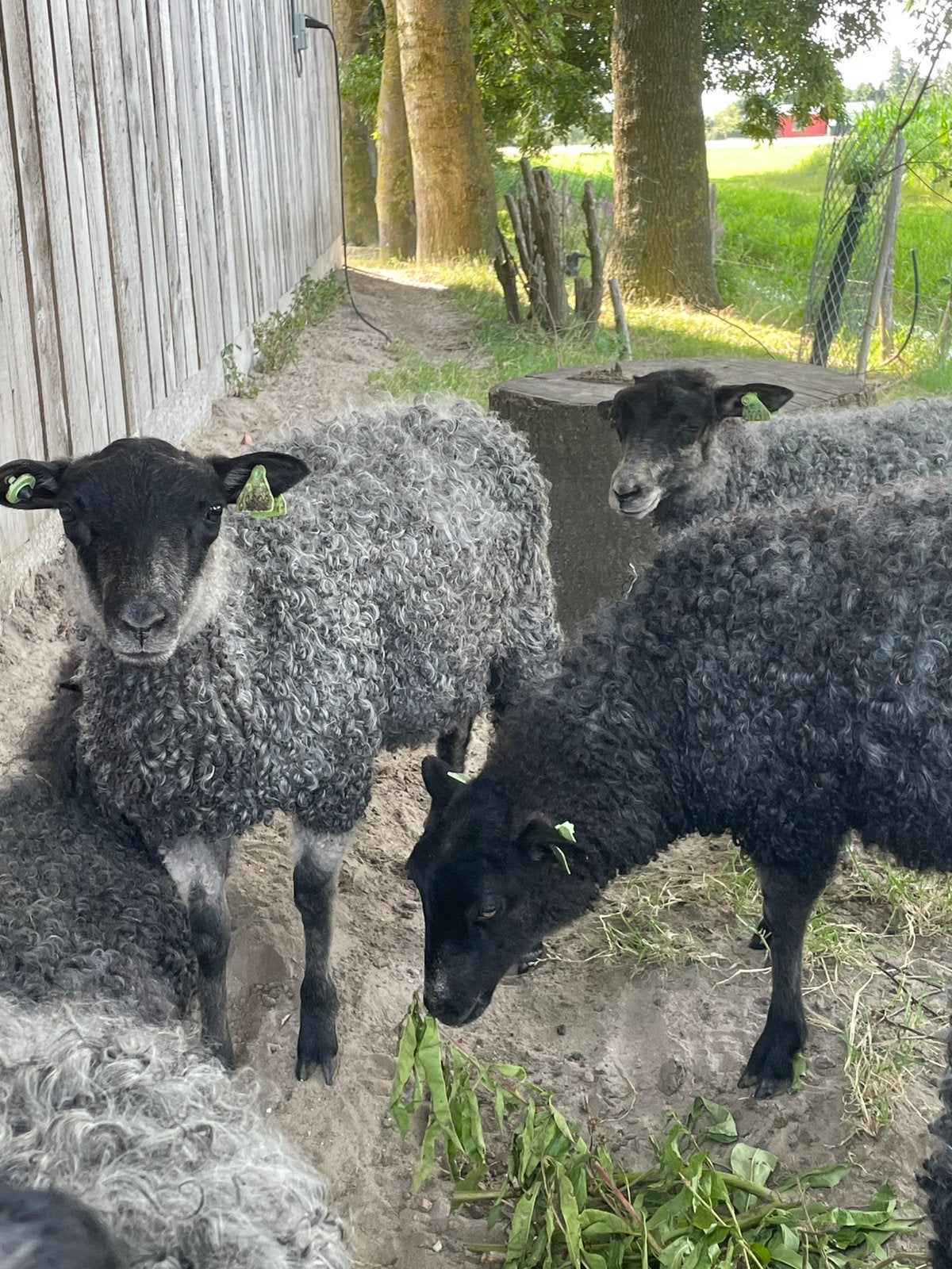 Gotland ram lammeren, Dieren en Toebehoren, Mannelijk, Schaap, 0 tot 2 jaar