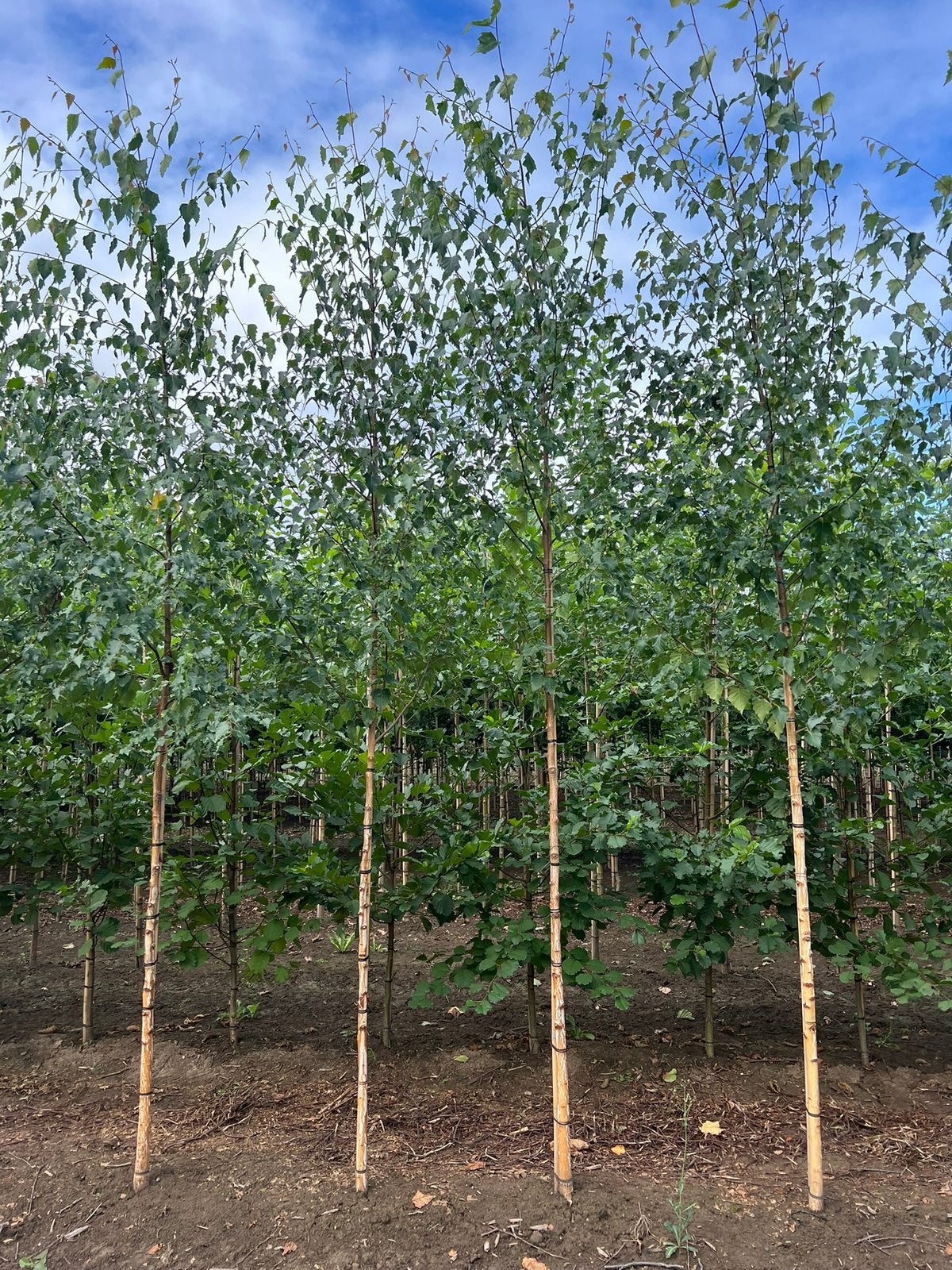 Ruwe berk betula pendula boom, Tuin en Terras, Ophalen, Overige soorten, 250 tot 400 cm