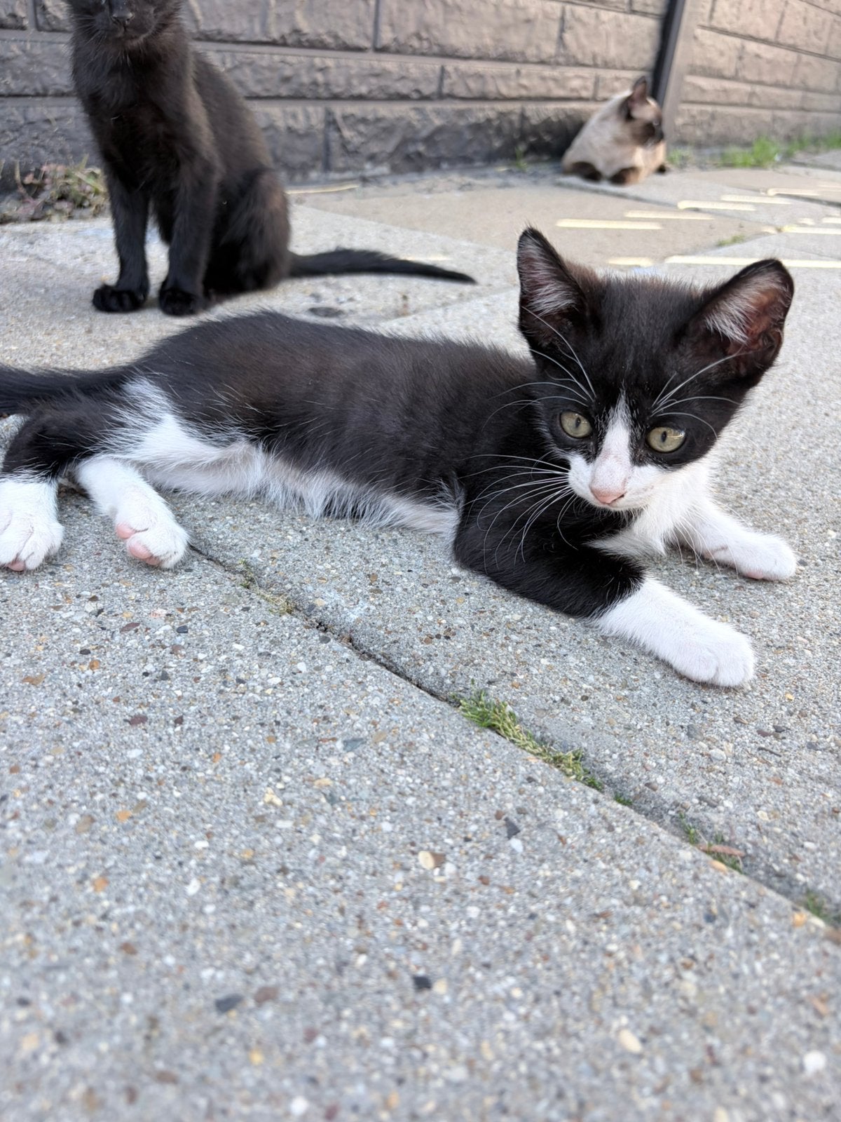 Bieden, Kater