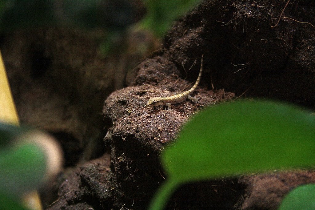 Rouwgekko's uit eigen kweek!, Dieren en Toebehoren, Reptielen en Amfibieën, Hagedis, 0 tot 2 jaar