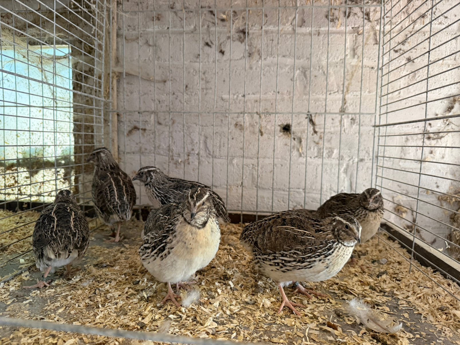 Japanse kwartel hanen, Dieren en Toebehoren, Mannelijk, Overige soorten