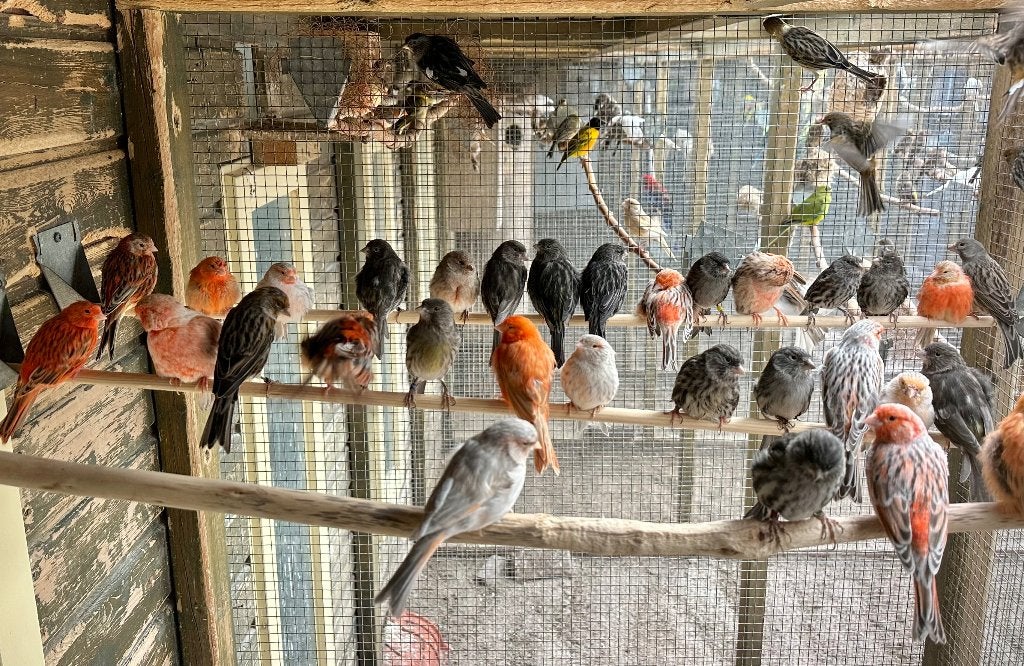 Kanaries verschillende kleuren, Dieren en Toebehoren, Vogels | Kanaries, Meerdere dieren, Kleurkanarie