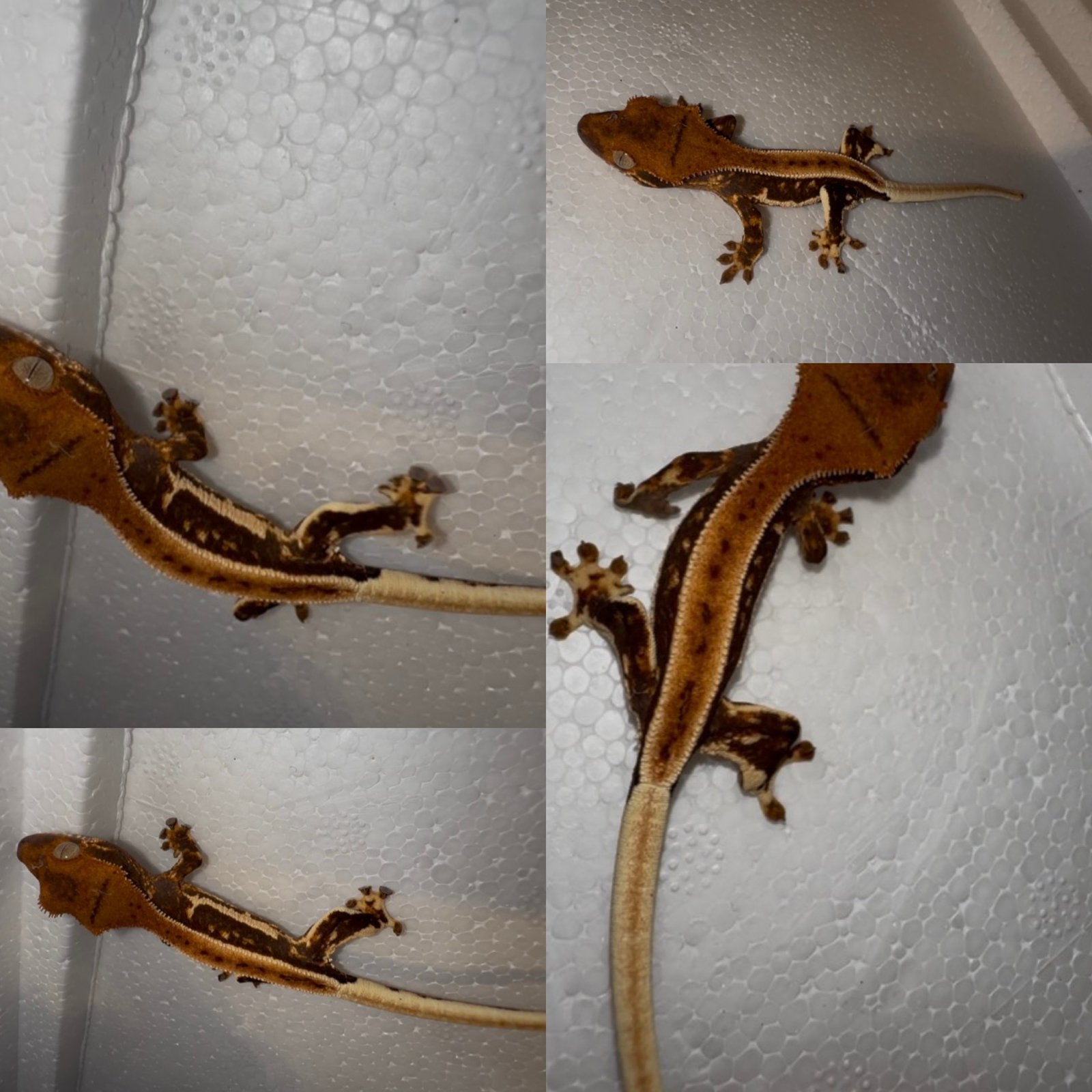 Wimpergekko baby, Dieren en Toebehoren, Reptielen en Amfibieën, Hagedis, Tam, 0 tot 2 jaar