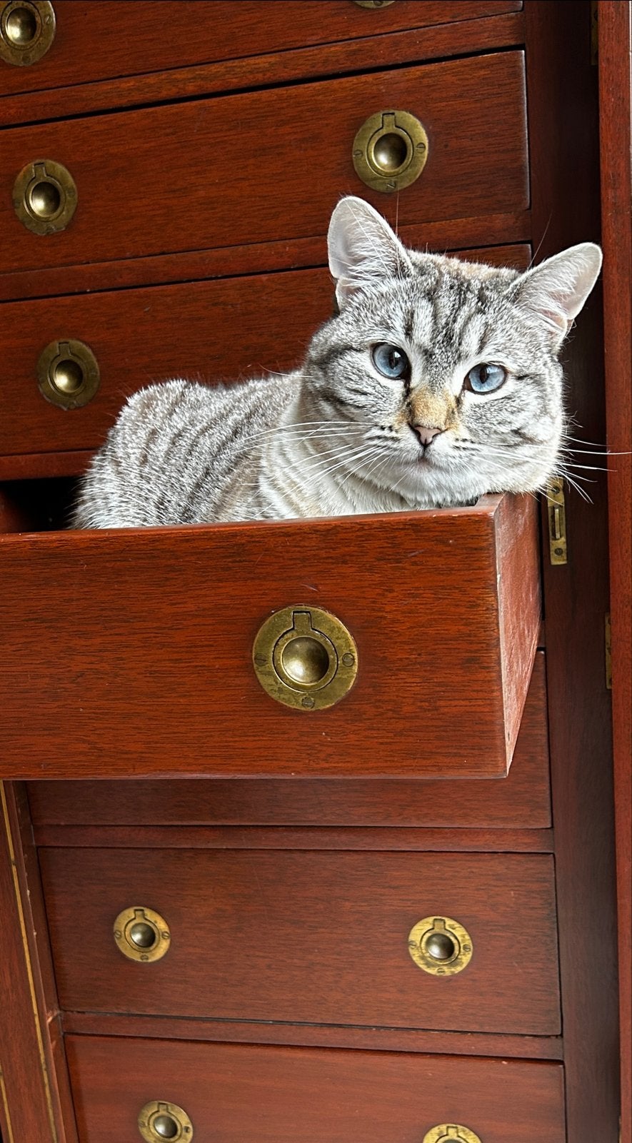 Mooie Poes van 4 jaar, Dieren en Toebehoren, Poes, Kortharig, 3 tot 5 jaar