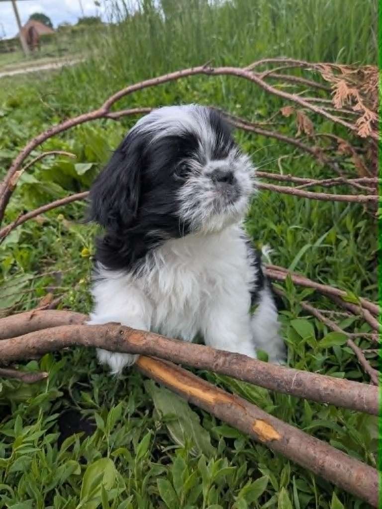 SHIH TZU PUPS, Dieren en Toebehoren, België, Particulier, Overige rassen, 8 tot 15 weken
