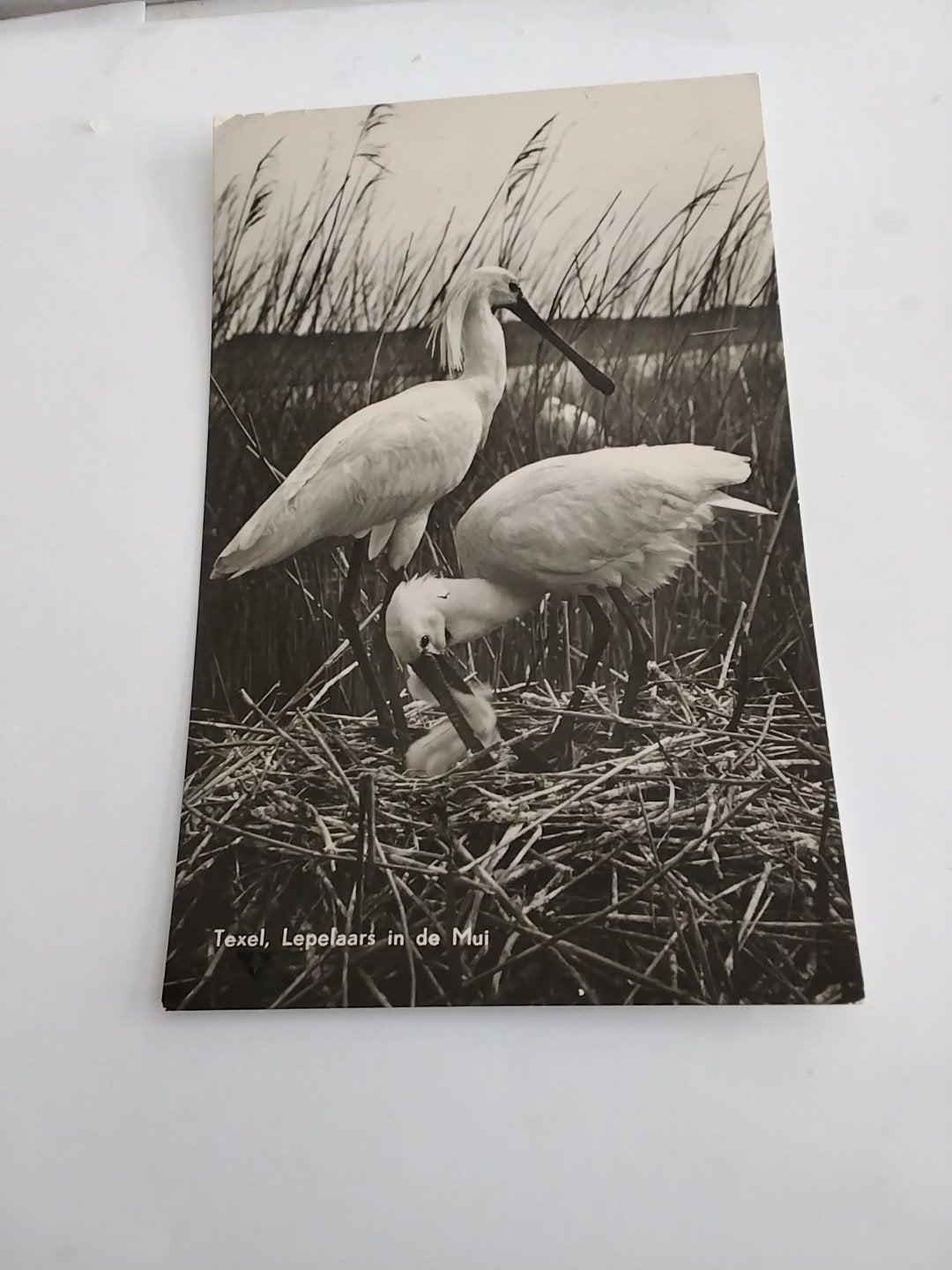 TEXEL. LEPELAARS IN DE MUI. 1956, Ophalen of Verzenden, 1940 tot 1960