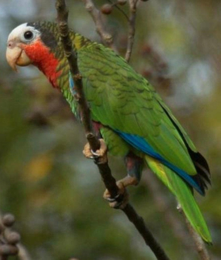 Cuba Amazone, Dieren en Toebehoren