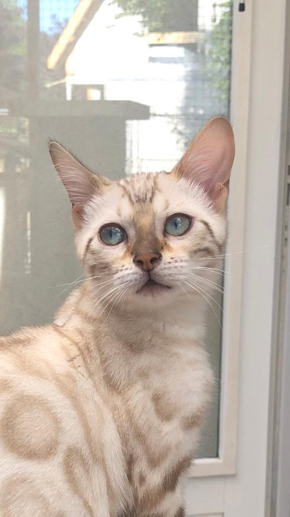 Kittens mix Bengaal / Maine Coon, Meerdere dieren