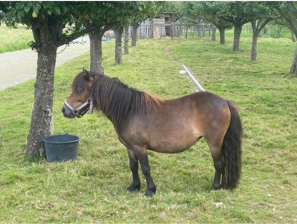 Gezocht: weidemaatje voor 4-6 maanden - shetlander of pony, Stalling