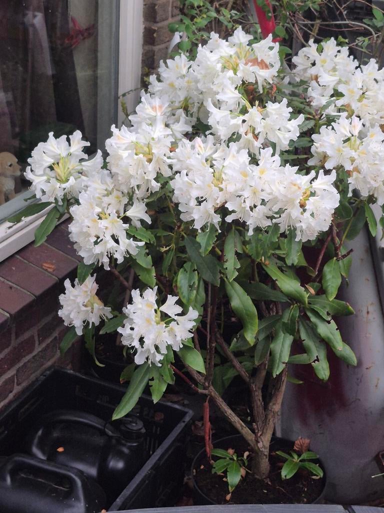 Rhododendron - Prachtige bloeiende struik voor uw tuin, Ophalen, Overige soorten, Halfschaduw