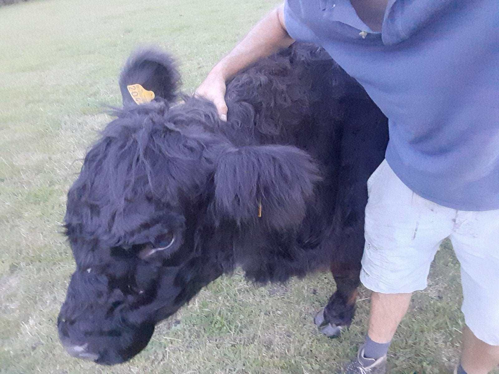 Galloway koe, Dieren en Toebehoren, Runderen, Vrouwelijk, 3 tot 6 jaar