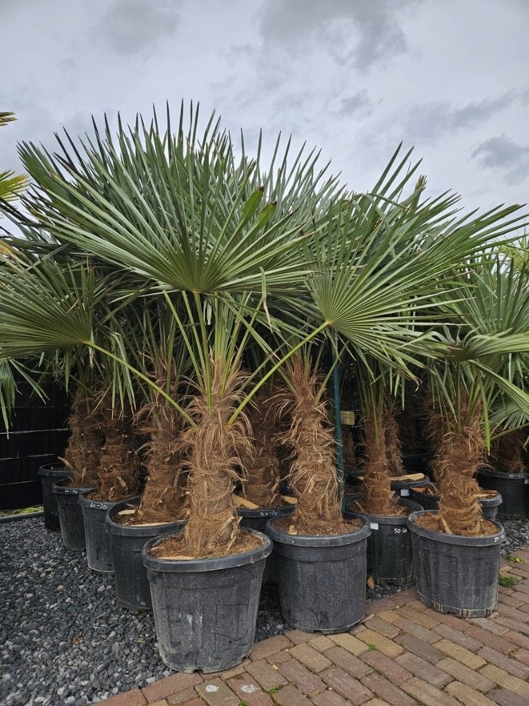 WINTERHARDE TRACHYCARPUS PALMEN, In pot, Halfschaduw, Ophalen of Verzenden, 100 tot 250 cm