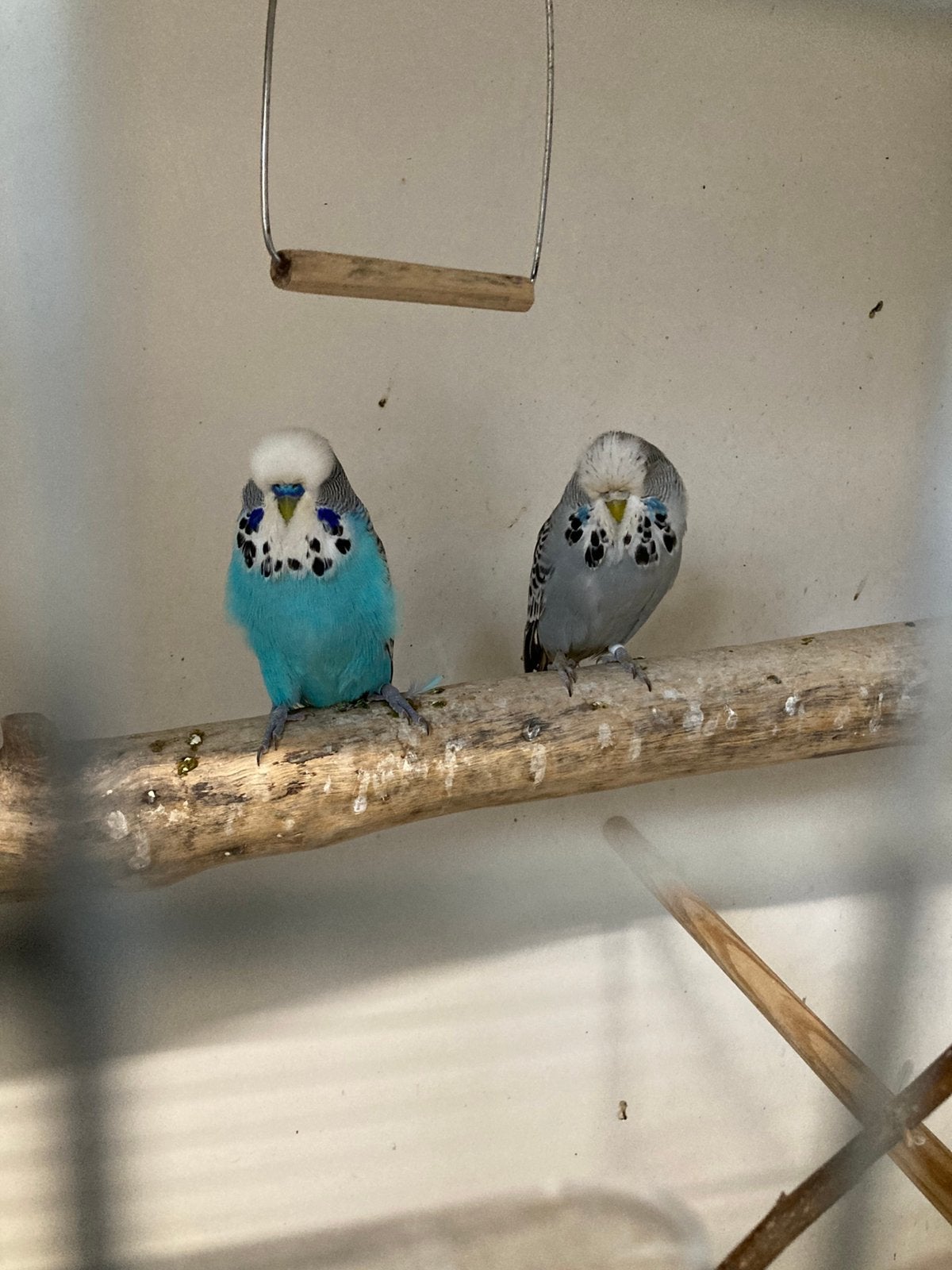 Engelse grasparkieten, Meerdere dieren, Parkiet